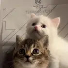 قطط