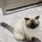 قط ضايع