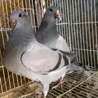 طبه زاجل 2024