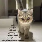 قطط