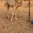 بكره حقه عمانيه هجن