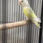 انثايتين روز اينو