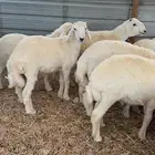 ذبايح هرافى حري شرط