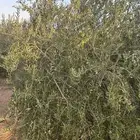 زيتون للبيع مكثف مثمر