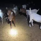 عدد44 عنز وفحول ثنين واحد ثني واحد سديس