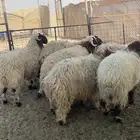 خرفان جذعان نعيمي بلدي فل شحم