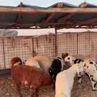 خرفان العدد 8