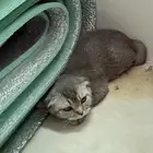 قط سكواتش فولد