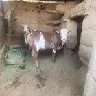 حسلان. ذكور. ثيران