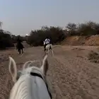 اسطبل بوايك للإيجار