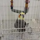 طير كروان ممتاز للبيع