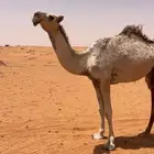 بكره باتليه حقه كفو