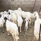 ضان