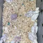 روز البينو (( تم البيع))