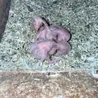 فروخ روز رعايت أهليهم