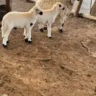 شاه عليها 2 للبيع