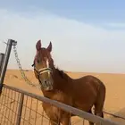 حصان خط سرعه