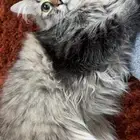 قطة