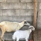 نعجه رباع منتوج بفرير ماشاءالله