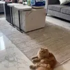 قط قطو سكوتش فولد