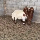 طليان