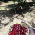 رمان الباحة
