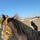 البيع حصان شعبي