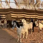 معزاء للبيع