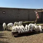 طليان كفو جميع الأعمار ب أسعار كفو تم البيع