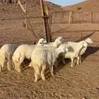 للبيع ارخال صنف