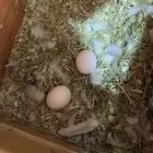 طيور روز البينو