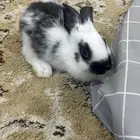 أرنب للبيع انثاء العمر شهرين