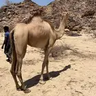 بكره للبيع والبيع سمح باذن الله