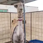 البكره الحواره الي عمرها 6 شهور باتليه