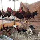 ديوك بلدي