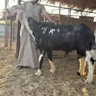 فحل نجدي صنف ينسف شرط