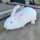 ارانب فلاندر للبيع