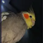 ببغاء