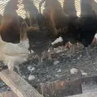 دجاج بلدي تراث. بياض