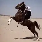 حصان شعبي كفو