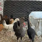دجاج للبيع وصامل مانختلف معه