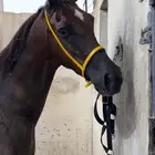 فرس شعبيه