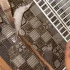 جوز كروان مشاءالله صحه تب ومنتج الذكر البينو اسبلت والانثى