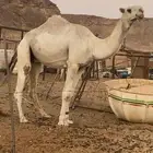 جمل باتلي