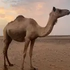 ناقه