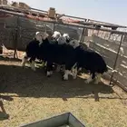طليان خرفان ذبايح