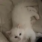 قطط للبيع