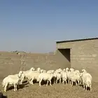للبيع خرفان
