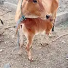 بقر للبيع العدد 5 وحده عليها عجل ذكر ولبن وافر ولله الحمد