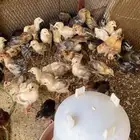 صوص بلدي